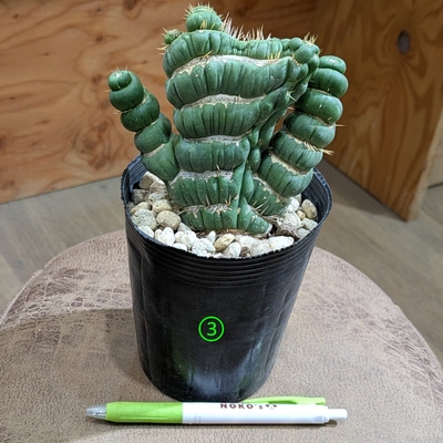 ユーフォルビア ユーリキニアカスタネアスピラリス ３.５号 ③ ◎現品販売◎