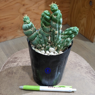 ユーフォルビア ユーリキニアカスタネアスピラリス ３.５号 ④ ◎現品販売◎