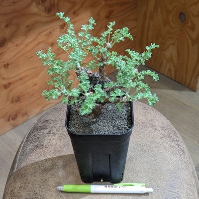 ◎ 新入荷 ◎ | NOKO's