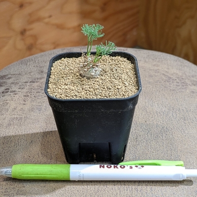 【ちびちびサイズ👶🏻✨】モンソニア ペニクリナム(Monsonia peniculina)   ２.５号