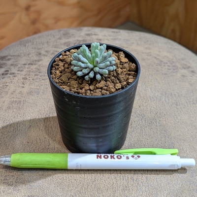 ブルビネsp.ナカバーグ(Bulbine sp.Nakaberg) ２.５号