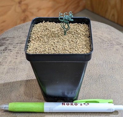 ゲチリス シリアリス (Gethyllis ciliaris) ２.５号 ◎現品販売◎