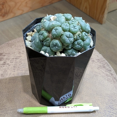 烏羽玉 仔吹き ４号 ◎現品販売◎