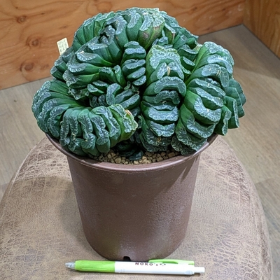 ハオルチア 玉扇 ５号 ◎現品販売◎