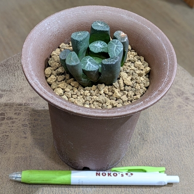 ハオルチア ＹA万象 ３.５号 ◎現品販売◎