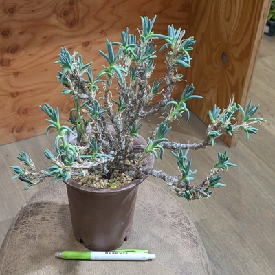 フィロボルス プラシナス(Phyllobolus prasinus) ４号 ◎現品販売◎