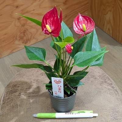 アンスリウム ひまり ２.５号