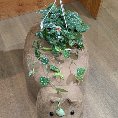 スキンダプサス アルギレウス ５号