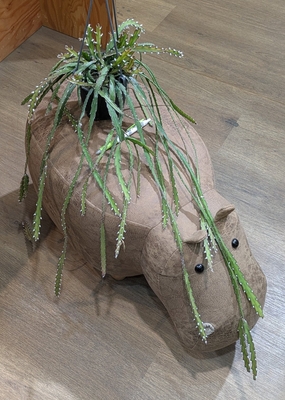 レピスミウム クルシフォルメ ４号