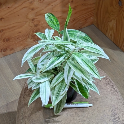 ドラセナ スクローサホワイト ３号