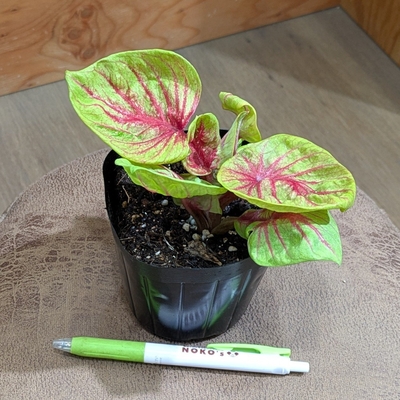 カラジューム ティグレス ３.５号