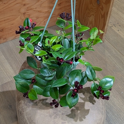 エスキナンサス モナリザ ５号 