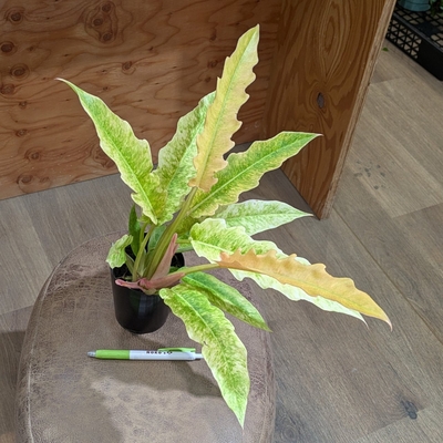 フィロデンドロン リングオブファイア ３号