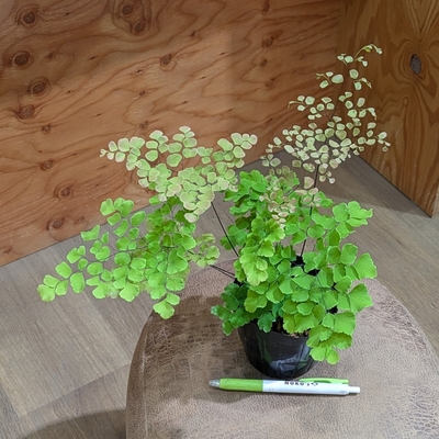 アジアンタム スクータロゼウム ３.５号 