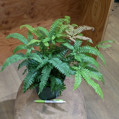 アジアンタム ブロンズビーナス ５号 