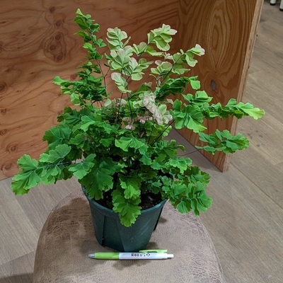 アジアンタム バイカラー ５号