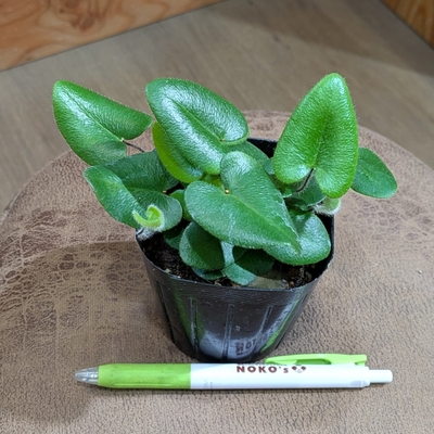 ハートファン ３号 