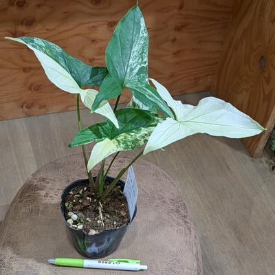 シンゴニウム フレンチマーブル ３.５号