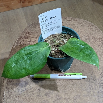 ホヤ グラブラボメオ ３号