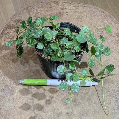 ホヤ カーティシー ３号