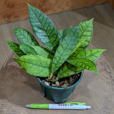 ホヤ カリストフィラ ３号