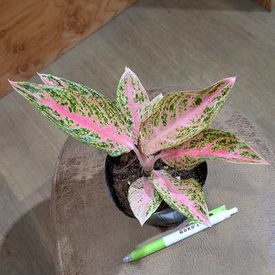 アグラオネマ ピンクタマラー ３.５号