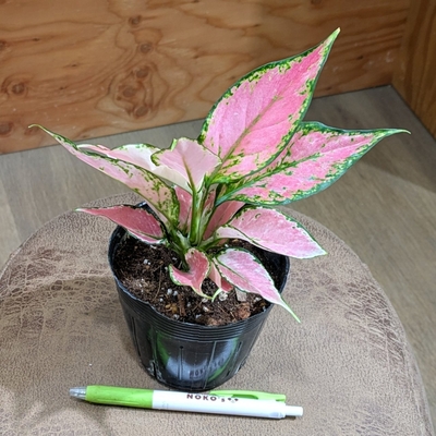 アグラオネマ ロッソ ３.５号