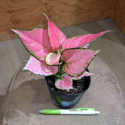 アグラオネマ オースピシャスレッド ３.５号