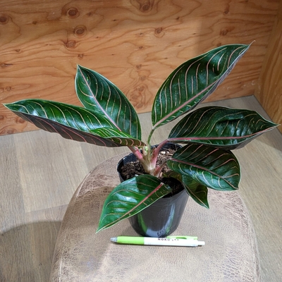 ◎ 新入荷 ◎ | NOKO's