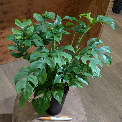 モンステラ ペルツーサ(ヒメモンステラ) ３号ロングポット