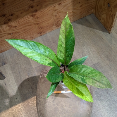 アンスリウム斑入り ４号 ◎現品販売◎