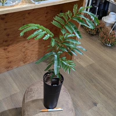 エバーフレッシュ ３.５号ロングポット