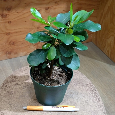 フィカス ナタレンシス ３.５号