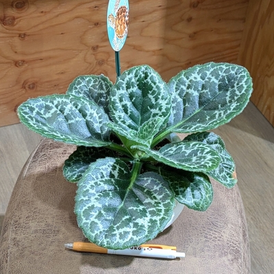 ストレプトカーパス プリティタートル ５号