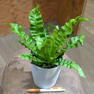 アスプレニウム エメラルドウェーブ ４号