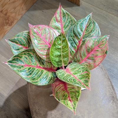 アグラオネマ ヘルゲス ３.５号