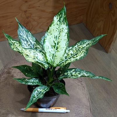 アグラオネマ タイスノーフレークス ３.５号