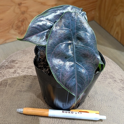 アロカシア アズラニー ３.５号