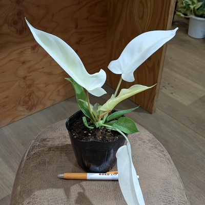 フィロデンドロン フロリダゴースト ３.５号