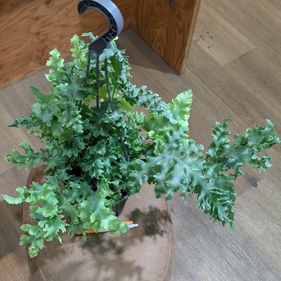 ポリポジウム ダバナ ５号 