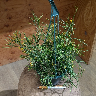 リプサリス ハチオラ ５号