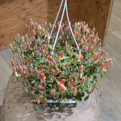 カランコエ サンライズ５号