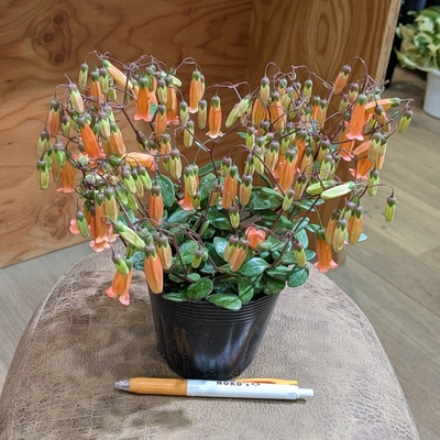 カランコエ テッサ ３.５号 