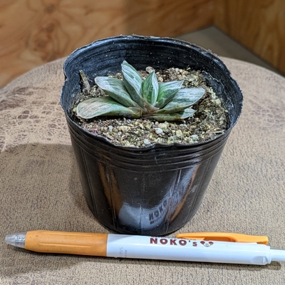 【ちびっこサイズ👶🏻✨】ガステリア 颯々の松(さつさつのまつ) ３号