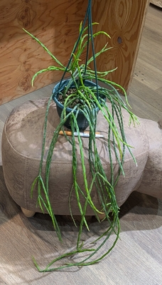 リプサリス パラドクサ ５号