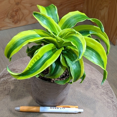 ドラセナ トルネード ３.５号