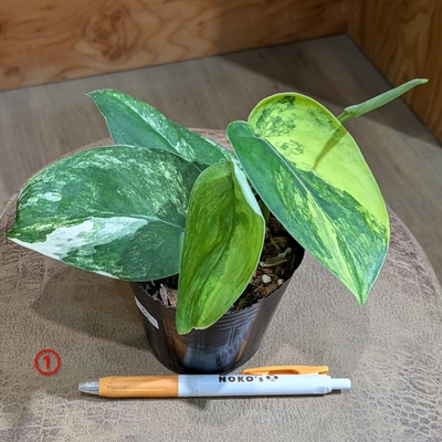 スキンダプサス ジェイドサテンバリエガータ ３号 ① ◎現品販売◎