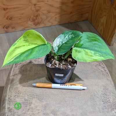 スキンダプサス ジェイドサテンバリエガータ ３号 ③ ◎現品販売◎