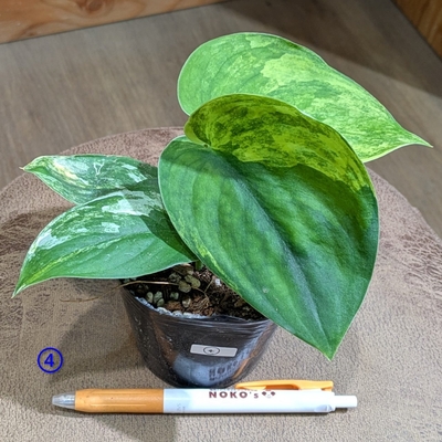 スキンダプサス ジェイドサテンバリエガータ ３号 ④ ◎現品販売◎