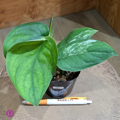 スキンダプサス ジェイドサテンバリエガータ ３号 ⑤ ◎現品販売◎